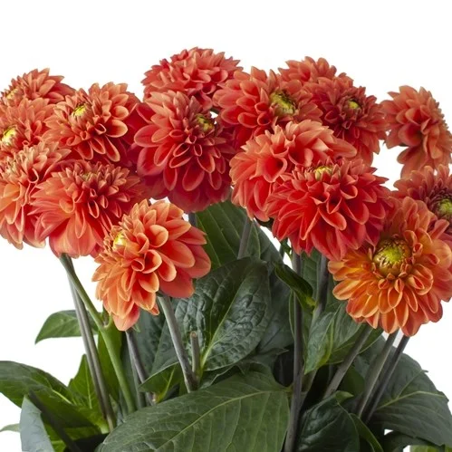 Dahlia Bright Orange no Catálogo de Flores da Florália