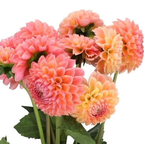 Dahlia Linda’s Baby