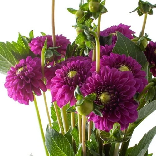 Dahlia Purple Fox