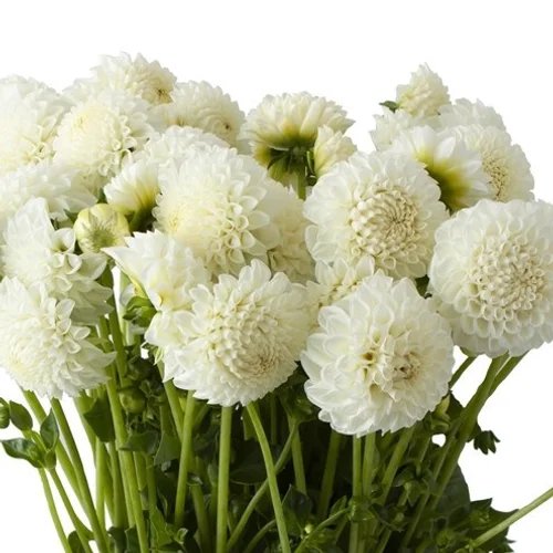 Dahlia Ryecroft Jan