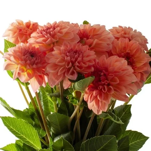 Dahlia Sebastian