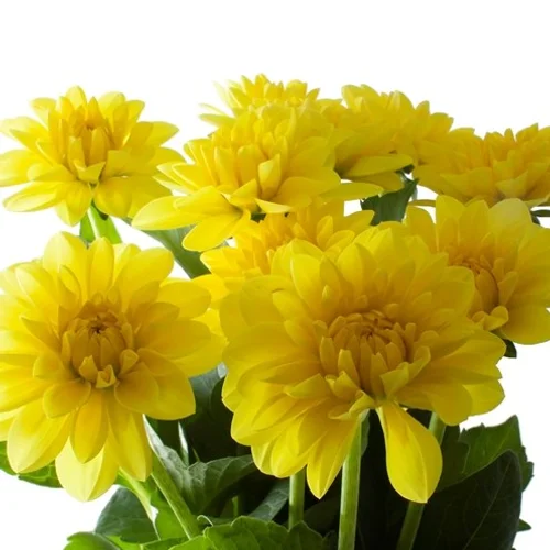 Dahlia Sunlady