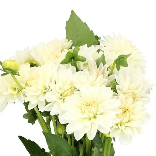 Dahlia White Cap