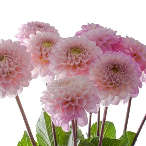 Dahlia Wizard of Oz