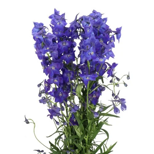 Delphinium Atlantis