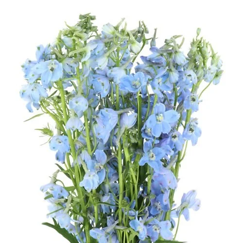 Delphinium Ballkleid