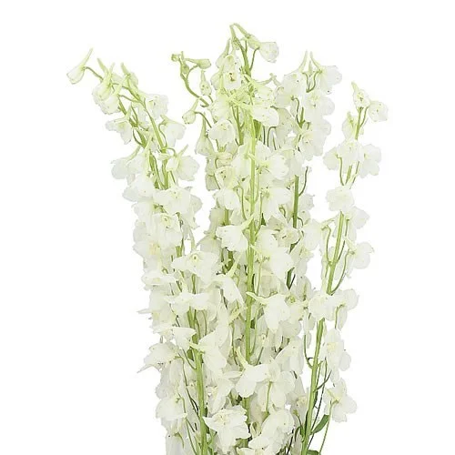 Delphinium Bella Andes White