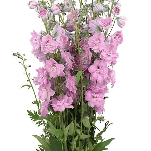 Delphinium Centurion Rose