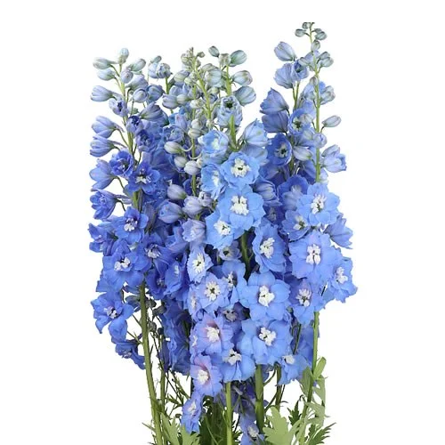 Delphinium Centurion Sky Blue