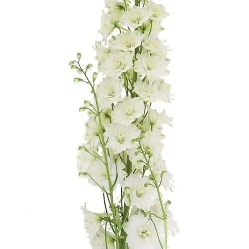 Delphinium Centurion White