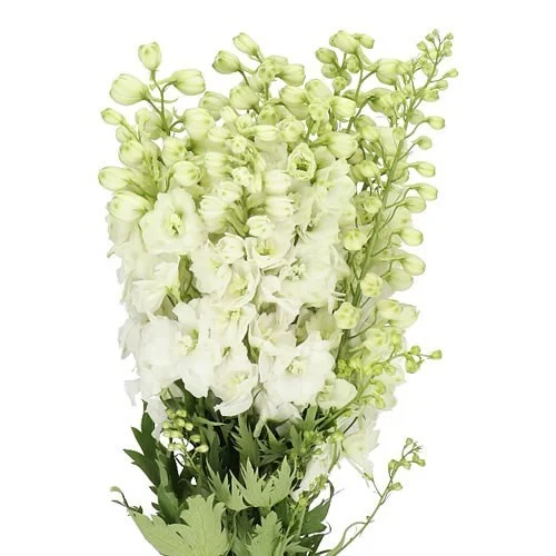 Delphinium Delphis Diamant