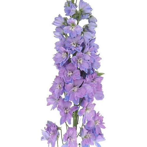 Delphinium Delphis Moonlight