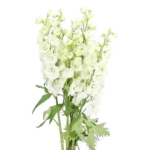 Delphinium Dev Snow White