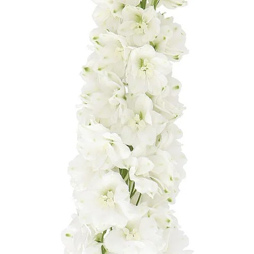 Delphinium Dewi Anastasia com flores brancas ao longo da haste