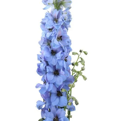 Delphinium Dewi Azul