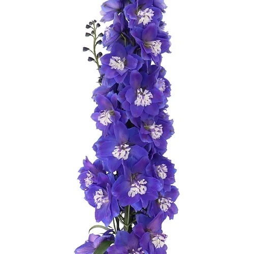 Delphinium Dewi Blue Star