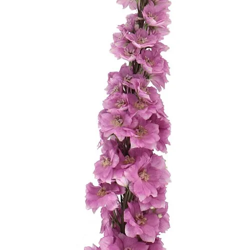 Delphinium Dewi Fame