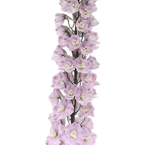 Delphinium Dewi Flamingo