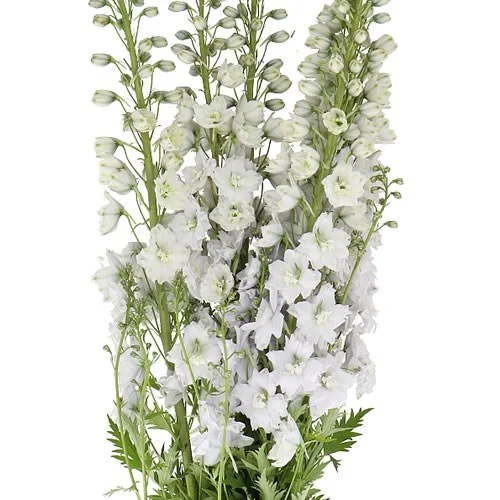 Delphinium Dewi Impressive White