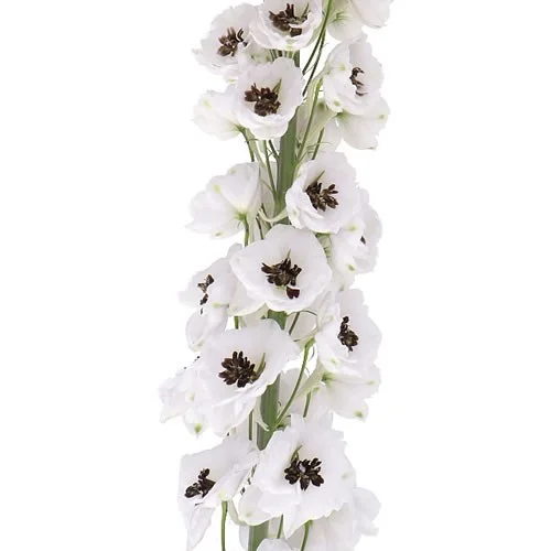 Delphinium Dewi Spijker