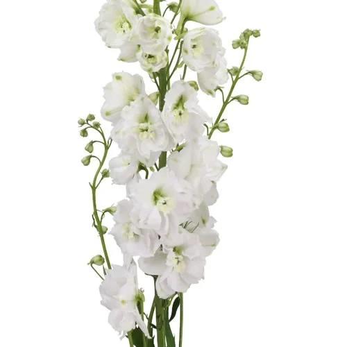 Delphinium Double Dewi White Smile