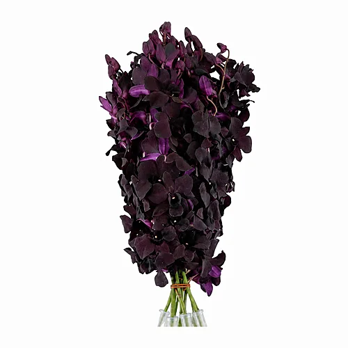 Dendrobium Black Beauty