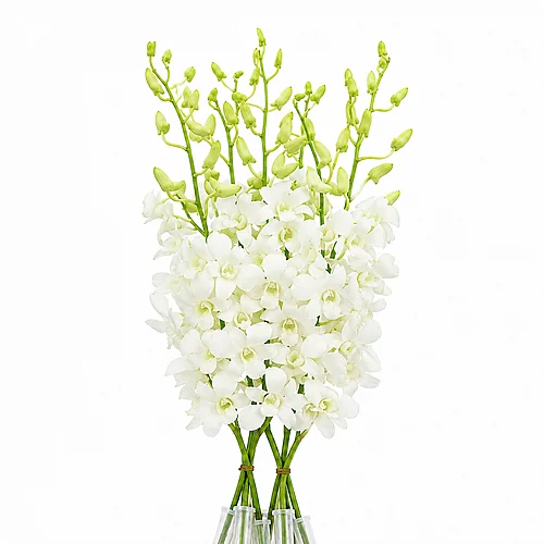 Dendrobium Branco
