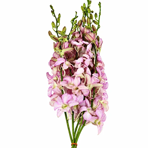 Dendrobium Candy Stripe