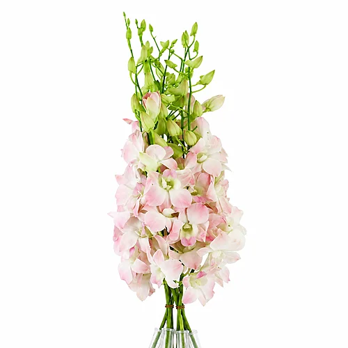 Dendrobium Cinta Sweet
