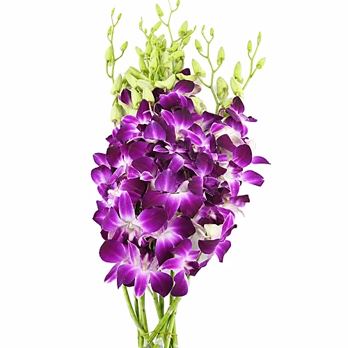 Dendrobium Galaxy