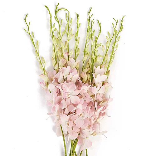 Dendrobium Jinda Sweet