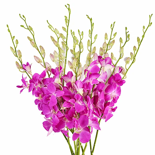 Dendrobium Queen Pink