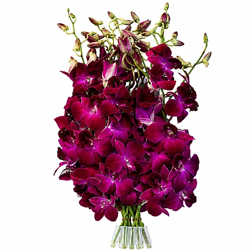 Dendrobium Red Bull