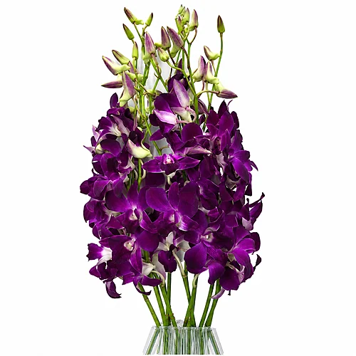 Dendrobium Roxo
