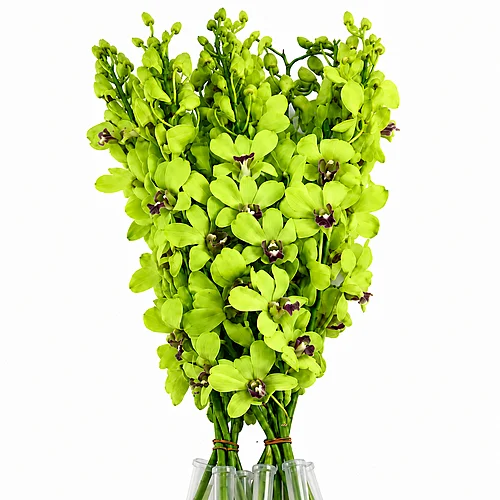 Dendrobium Verde
