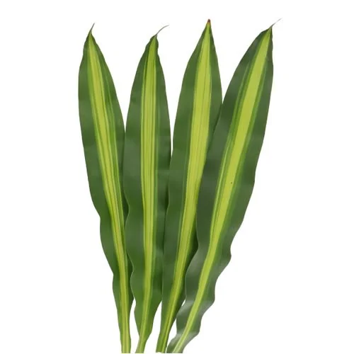 Dracaena Massangeana
