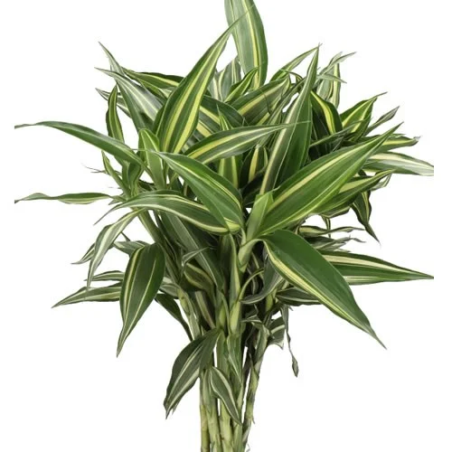 Dracaena Sanderiana
