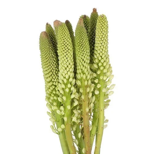 Eremurus Himalaicus