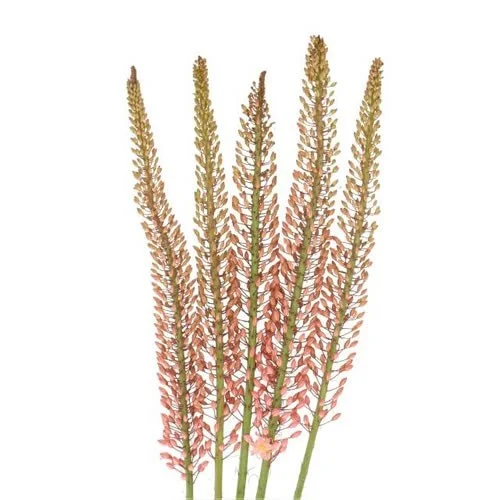 Eremurus Oase