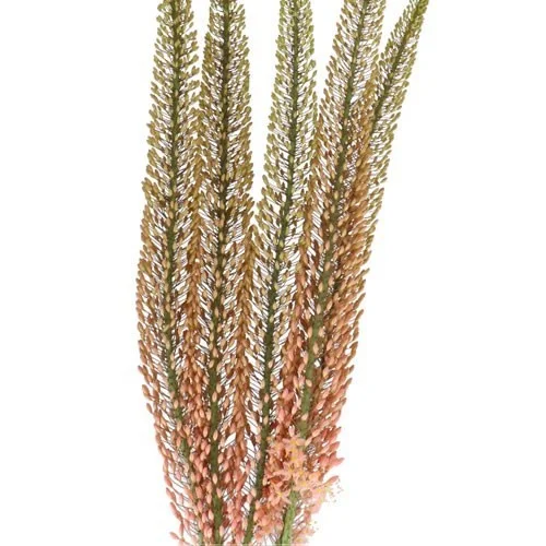Eremurus Pink Floyd