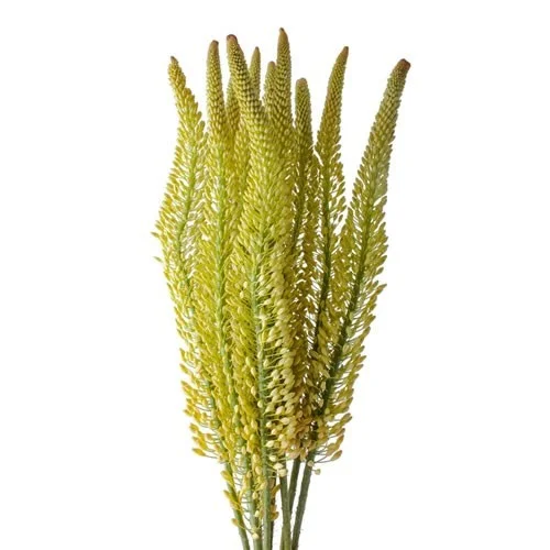 Eremurus Tap Dance