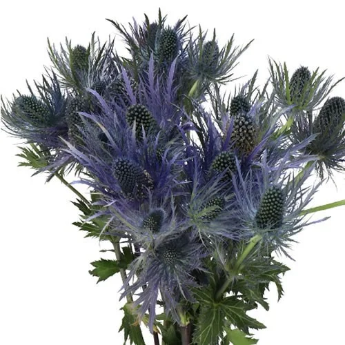 Eryngium Donard