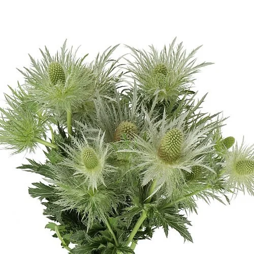 Eryngium Lovely White-Green