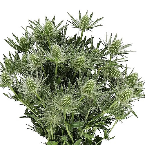 Eryngium Silver