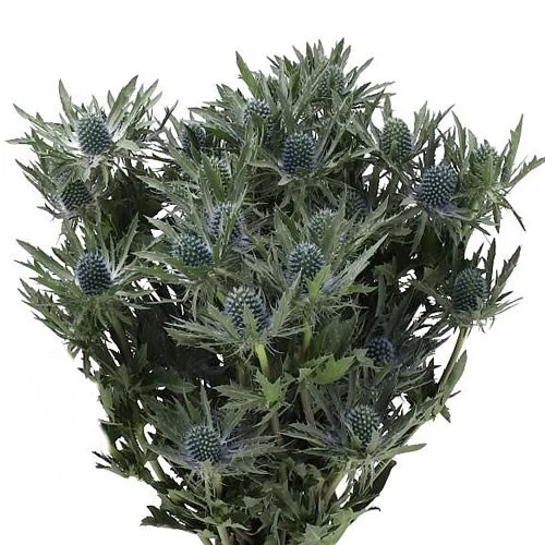 Eryngium Thistle