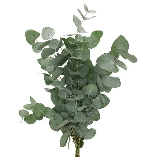 Eucalipto Cinerea
