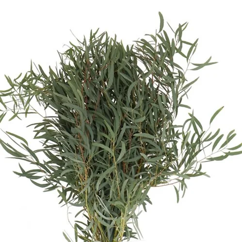 Eucalipto Nicholii