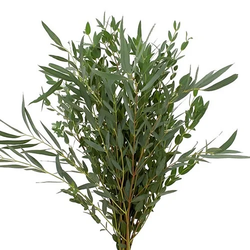 Eucalipto Parvifolia