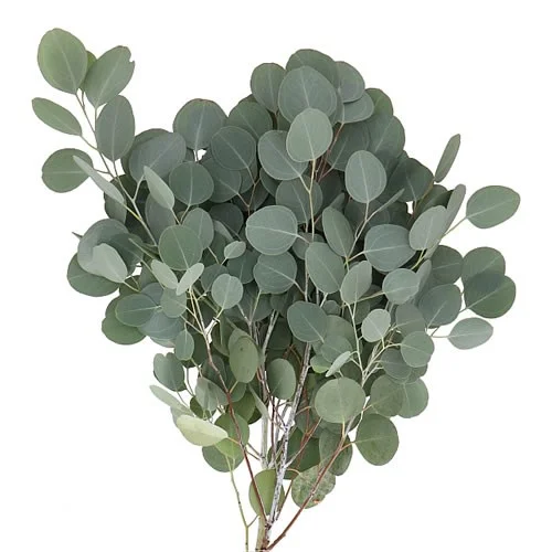 Eucalipto Populus