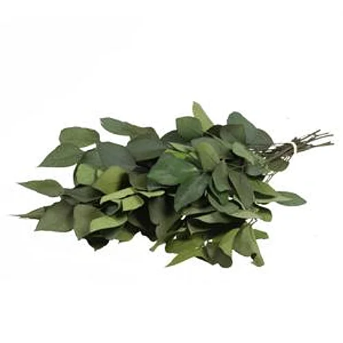 Eucalipto Preservado Verde